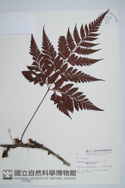 闊葉骨碎補藏品圖，第1張