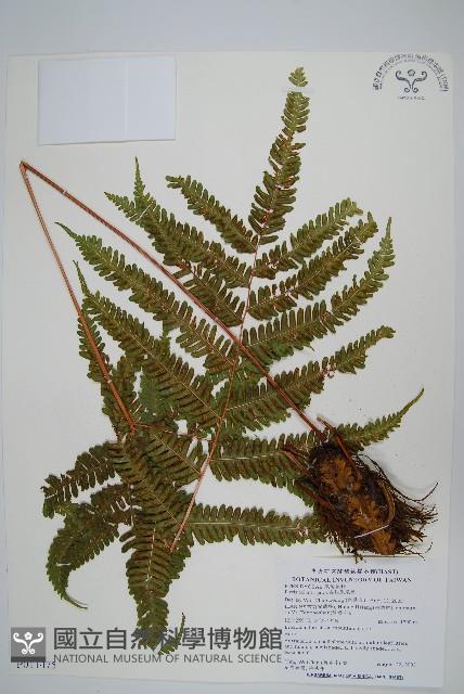 長柄鳳尾蕨藏品圖，第1張