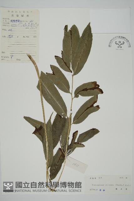 日本鳳丫蕨藏品圖，第1張