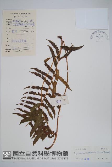 密毛毛蕨藏品圖，第1張