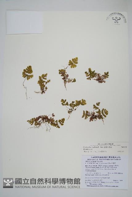 臺灣粉背蕨藏品圖，第1張