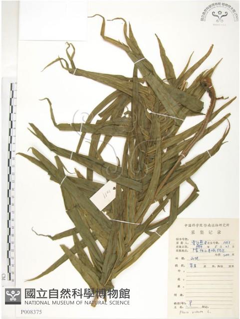 鱗蓋鳳尾蕨藏品圖，第1張