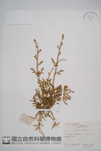 過山龍藏品圖，第1張