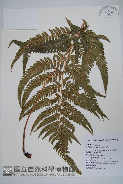Japanese holly fern Collection Image, Figure 1, Total 2 Figures