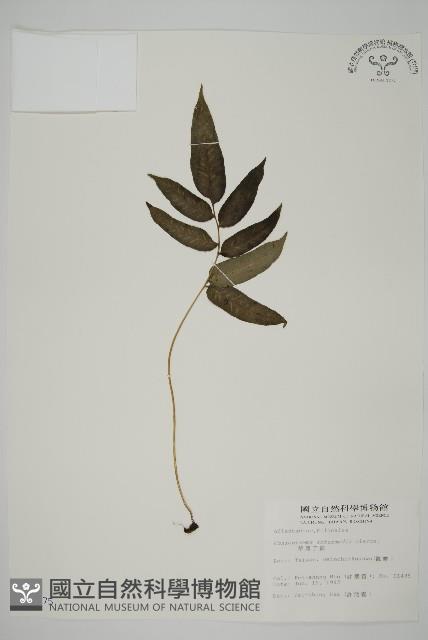 華鳳丫蕨藏品圖，第1張