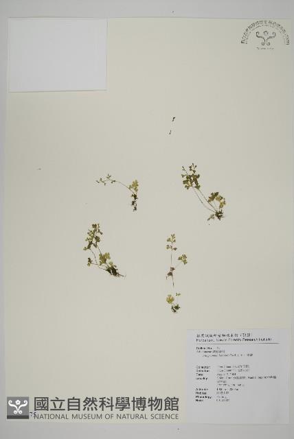 翠蕨藏品圖，第1張