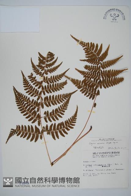 Accession Number:P001875 Collection Image, Figure 1, Total 4 Figures