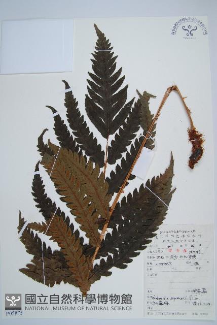 日本狗脊蕨藏品圖，第1張