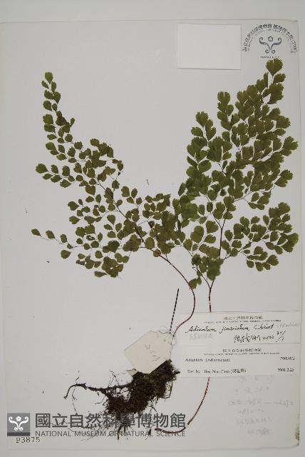 長蓋鐵線蕨藏品圖，第1張