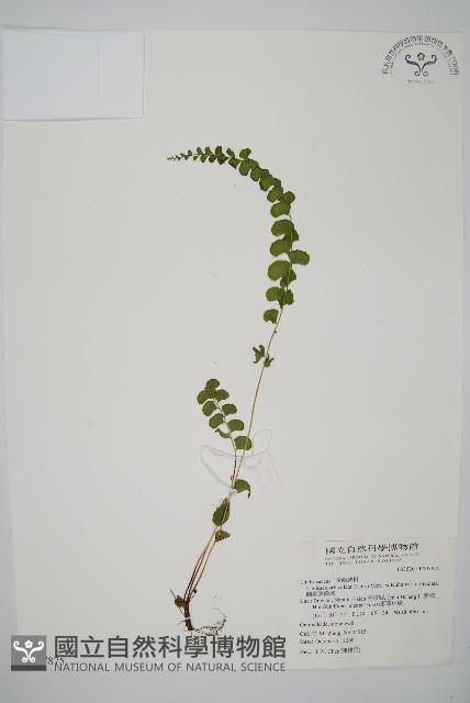 圓葉陵齒蕨藏品圖，第1張