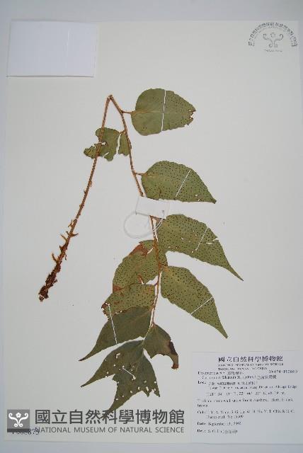 濱海全緣貫眾蕨藏品圖，第1張