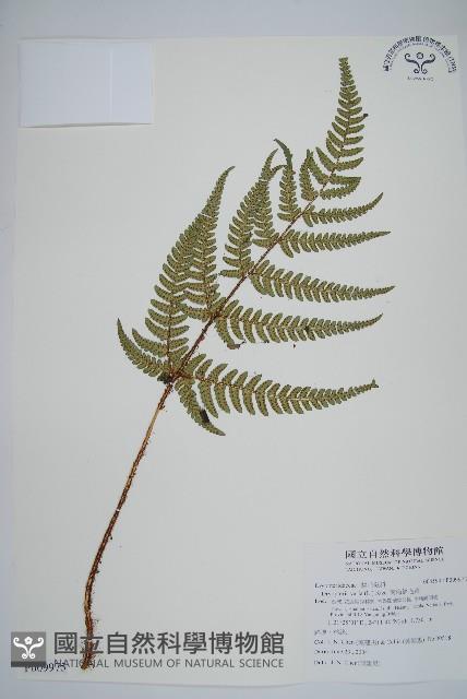 南海鱗毛蕨藏品圖，第1張