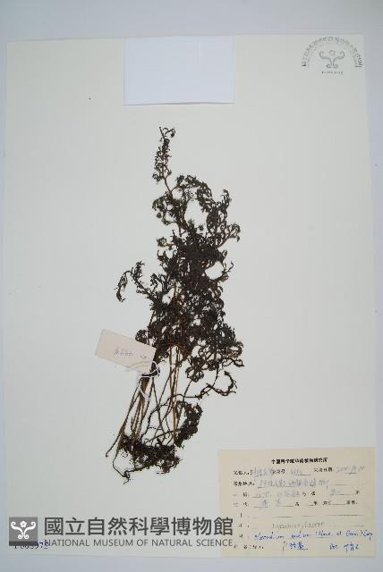 蕗蕨藏品圖，第1張