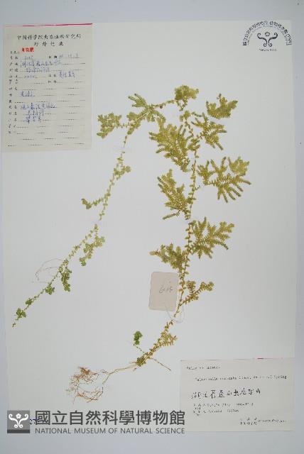 翠雲草、藍草藏品圖，第1張