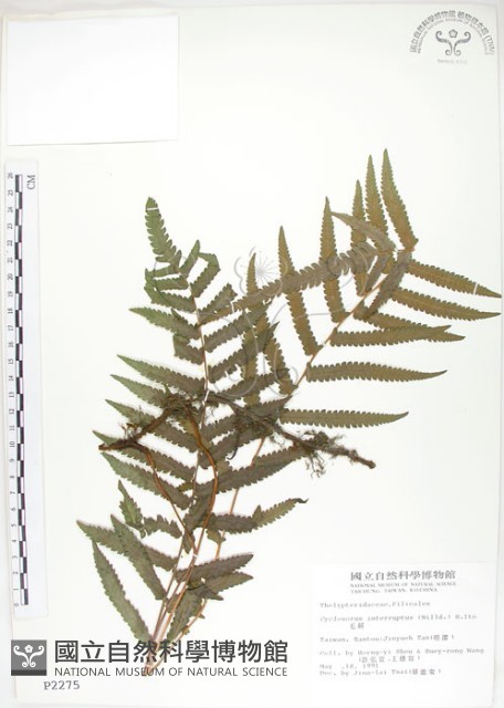毛蕨藏品圖，第1張