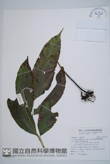 細柄雙蓋蕨藏品圖，第1張