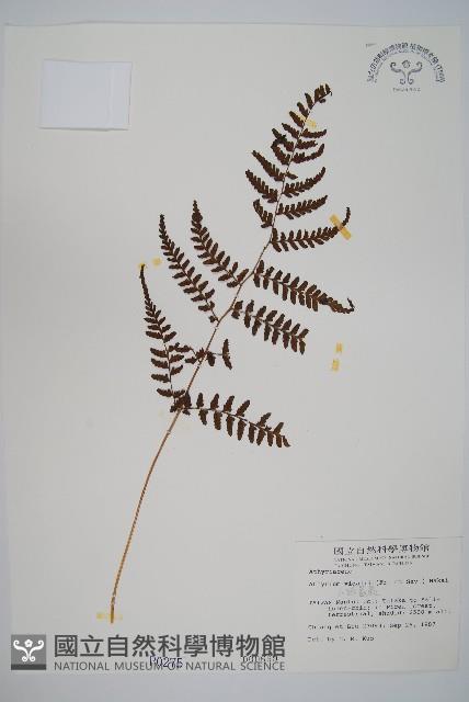 山蹄蓋蕨藏品圖，第1張