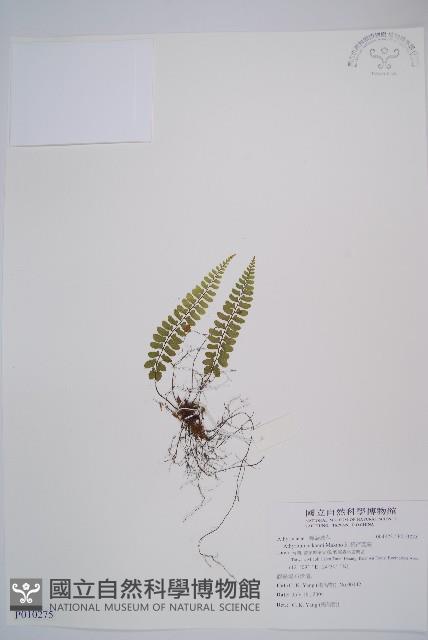 紅苞蹄蓋蕨藏品圖，第1張