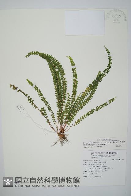 方柄陵齒蕨藏品圖，第1張
