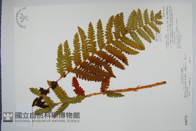 絨假紫萁、台灣絨假紫萁藏品圖，第1張