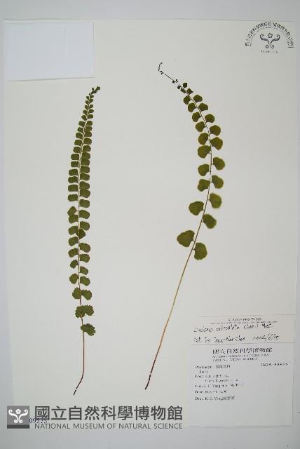 圓葉陵齒蕨藏品圖，第1張