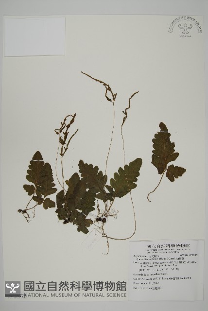 地耳蕨藏品圖，第1張