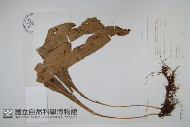 大星蕨藏品圖，第1張