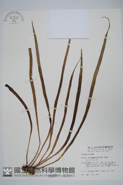 廣葉書帶蕨藏品圖，第1張