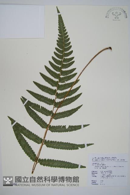 臺北鱗蓋蕨藏品圖，第1張