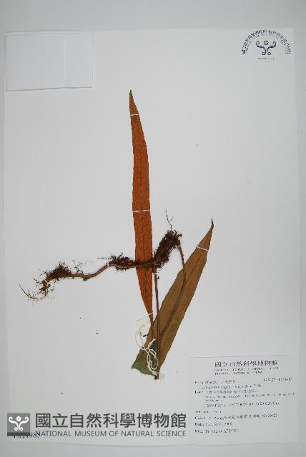 石葦藏品圖，第1張