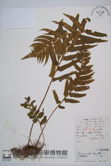 萊氏鐵角蕨藏品圖，第1張