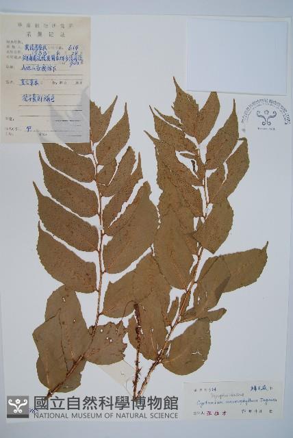 大葉貫眾蕨藏品圖，第1張