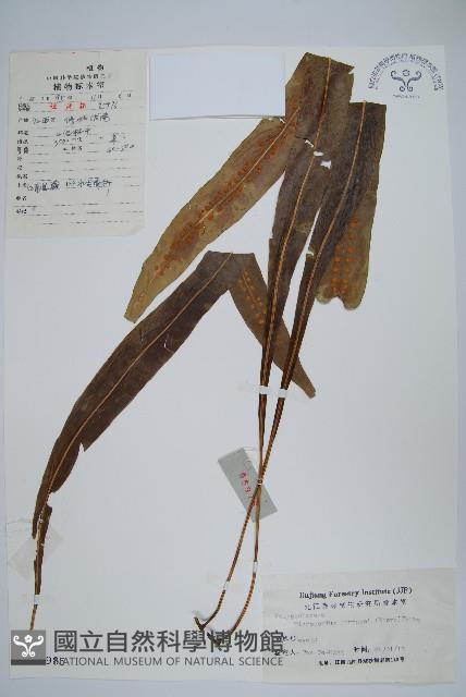 大星蕨藏品圖，第1張