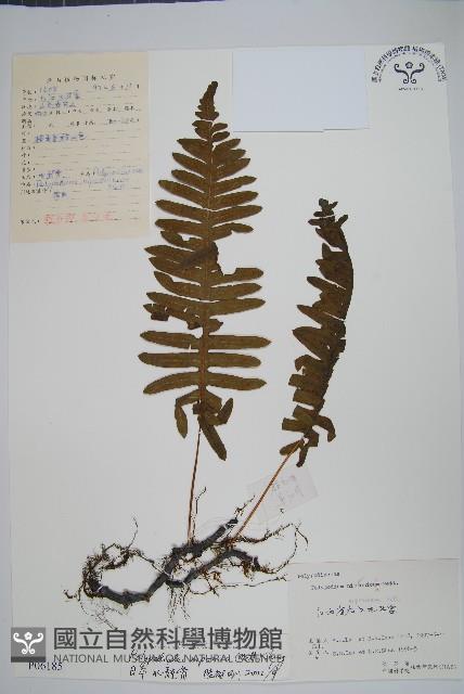 日本水龍骨藏品圖，第1張