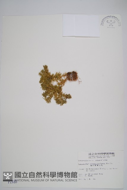 柳杉葉蔓石松藏品圖，第1張