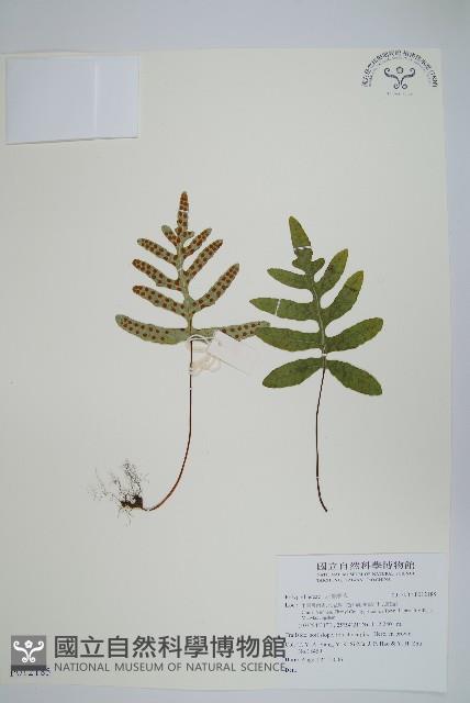 Accession Number:P012185 Collection Image, Figure 1, Total 2 Figures