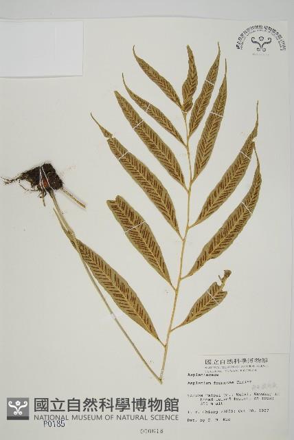 南海鐵角蕨藏品圖，第1張