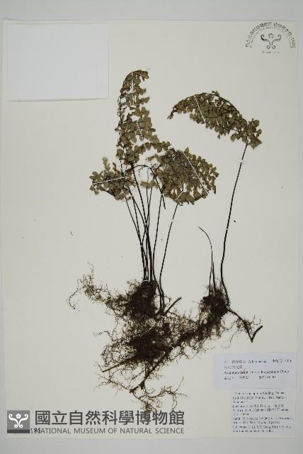 長刺鐵線蕨藏品圖，第1張