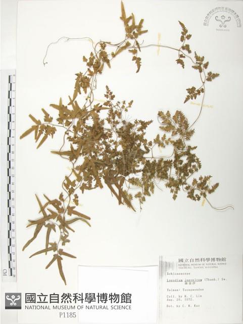 海金沙藏品圖，第1張