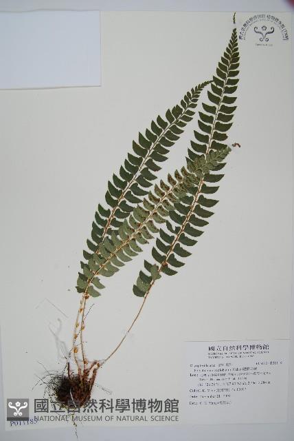 軟骨耳蕨藏品圖，第1張