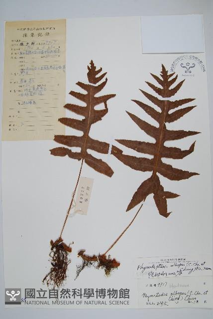 灰鱗假瘤蕨藏品圖，第1張