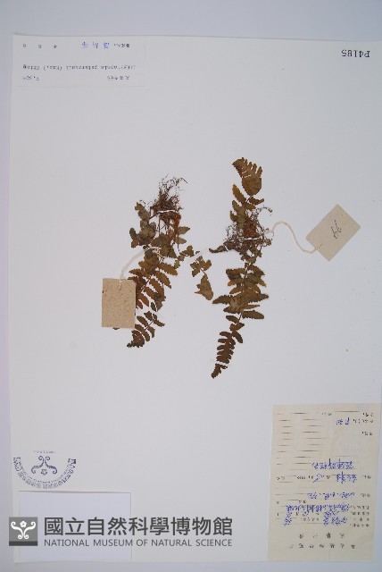 毛軸假蹄蓋蕨藏品圖，第1張