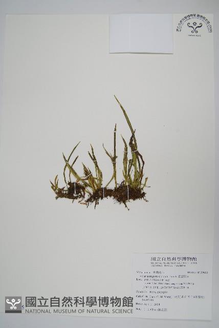 姬書帶蕨藏品圖，第1張