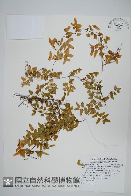 小葉海金沙藏品圖，第1張