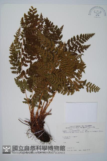 Accession Number:P003185 Collection Image, Figure 1, Total 2 Figures