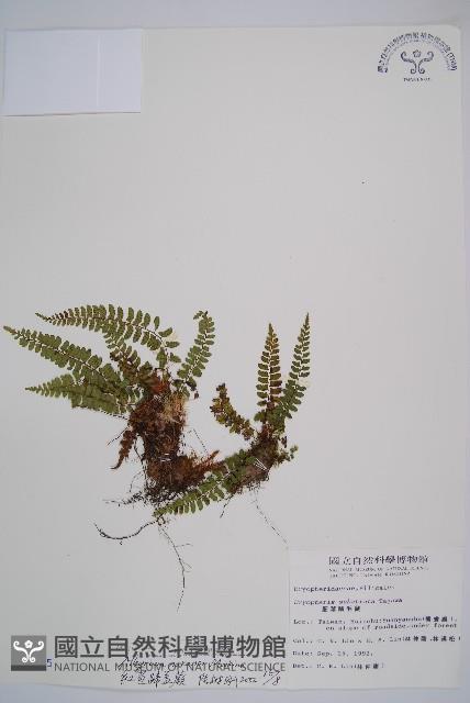 紅苞蹄蓋蕨藏品圖，第1張