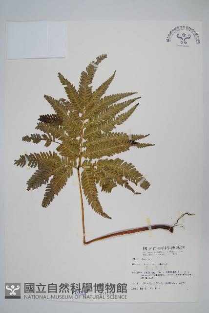 傅氏鳳尾蕨藏品圖，第1張