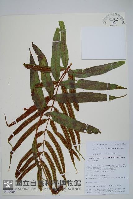 單行節肢蕨藏品圖，第1張