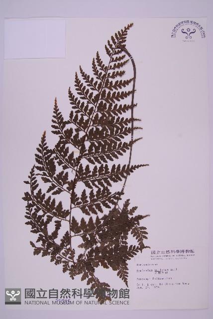 大鐵角蕨藏品圖，第1張