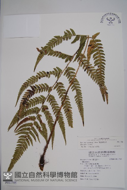 南海鱗毛蕨藏品圖，第1張